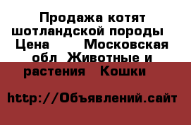 Продажа котят шотландской породы › Цена ­ 4 - Московская обл. Животные и растения » Кошки   